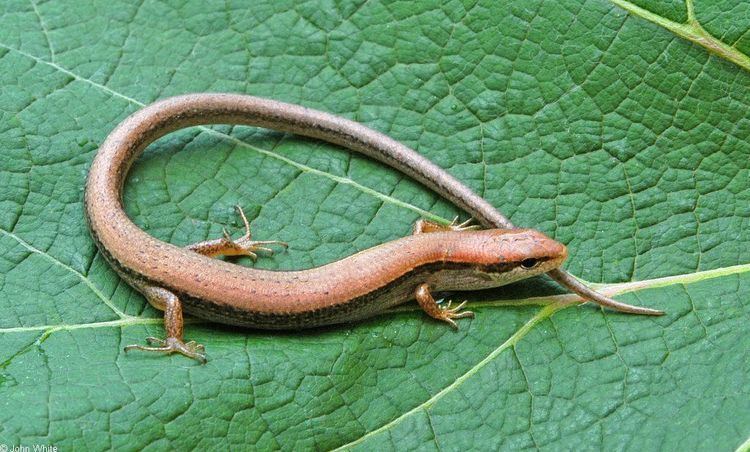 Scincella 1000 images about Scincella lateralis Groud Skink on Pinterest