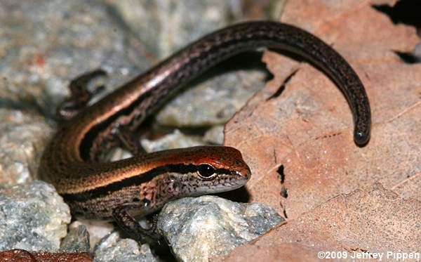 Scincella lateralis Skink Scincella lateralis