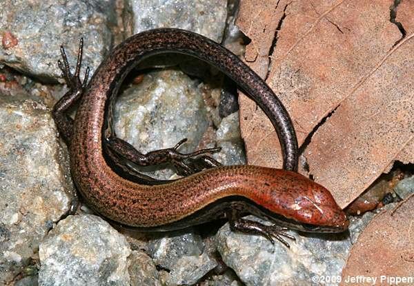 Scincella lateralis Skink Scincella lateralis