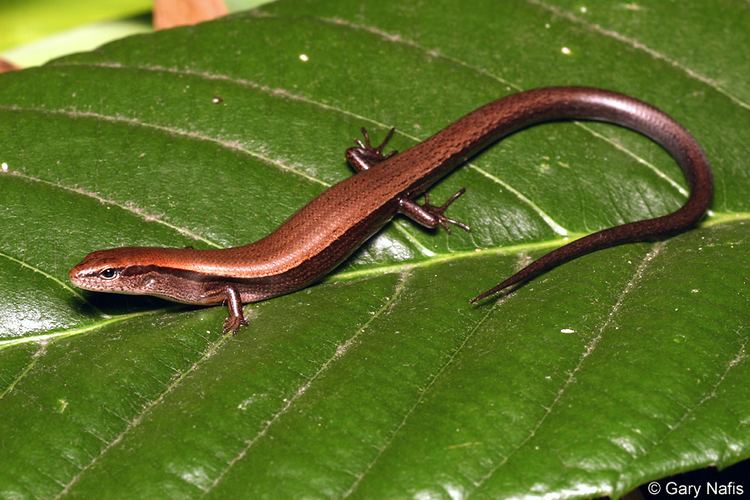 Scincella lateralis Little Brown Skink Scincella lateralis