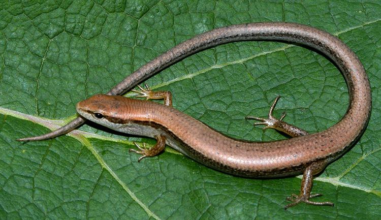 Scincella lateralis Little Brown Skink