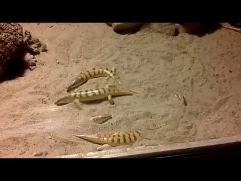 Scincus Sandfishes Apothekerskinke Scincus scincus im Reptilium Landau