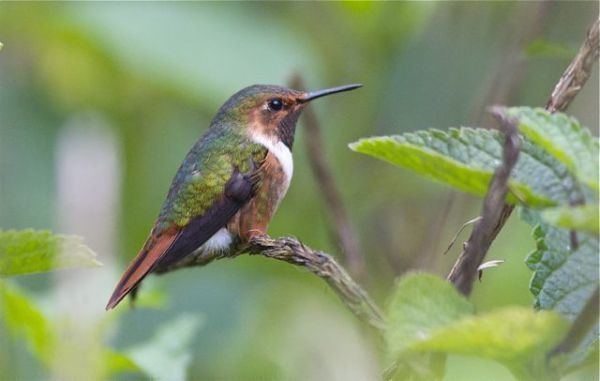 Scintillant hummingbird Scintillant hummingbird is 10th hummer for San Antonio Birds for Beer