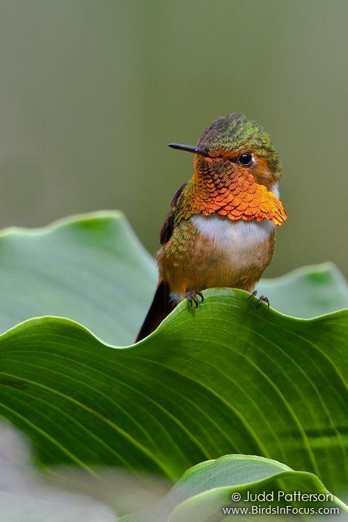 Scintillant hummingbird 1000 images about Beautiful Scintillant Hummingbird Photography on