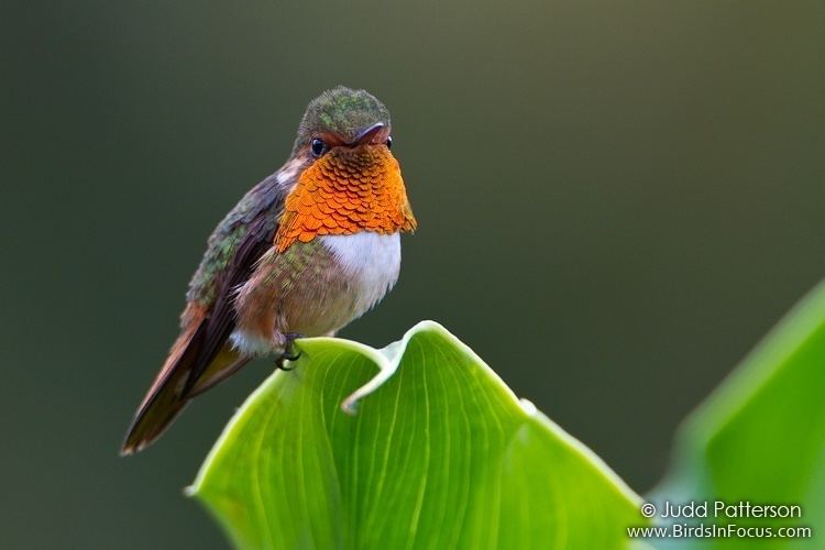 Scintillant hummingbird Birds in Focus Scintillant Hummingbird