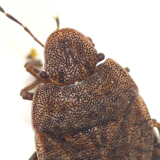 Sciocoris bugguidenetimagesraw4000N04000N0Q020DQ409RFK