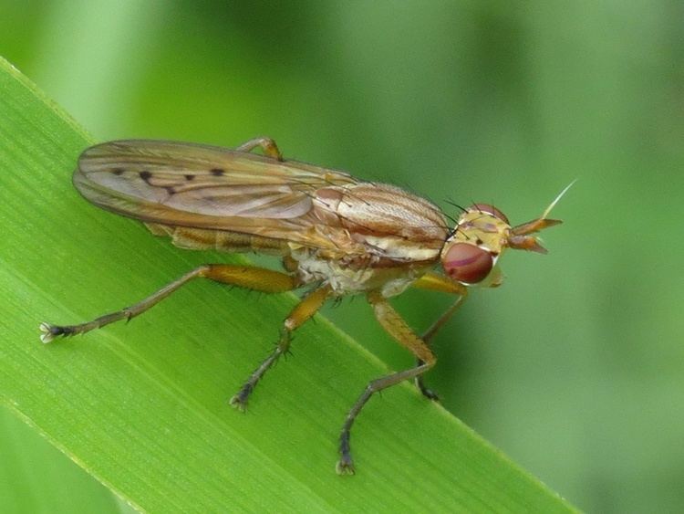 Sciomyzidae Sciomyzidae Marsh flies NatureSpot