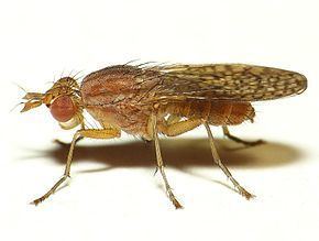 Sciomyzidae Sciomyzidae Wikipdia