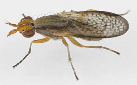 Sciomyzidae Sciomyzidae Marsh Flies