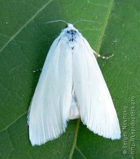 Scirpophaga insectaproimages3209706jpg