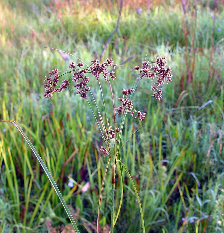 Scirpus Scirpus cyperinus common woolsedge woolgrass Go Botany
