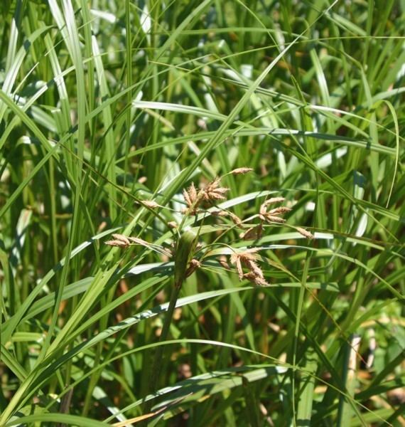 Scirpus fluviatilis wwwspencenurserycomUploadimagesplantprofile