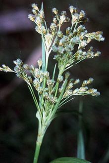 Scirpus pendulus httpsuploadwikimediaorgwikipediacommonsthu