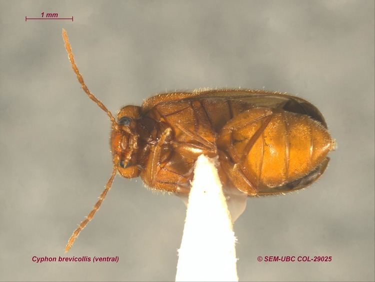 Scirtidae Scirtidae