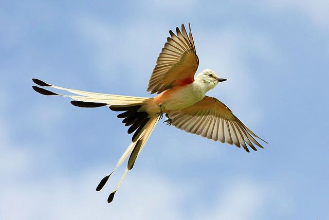 Scissor-tailed flycatcher Oklahoma State Bird Scissortailed Flycatcher
