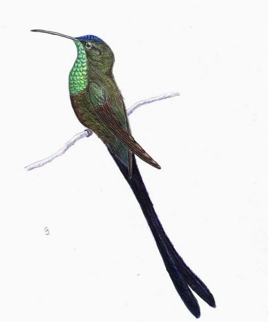 Scissor-tailed hummingbird Scissortailed Hummingbird BirdForum Opus