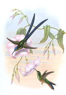 Scissor-tailed hummingbird httpsuploadwikimediaorgwikipediacommonsthu