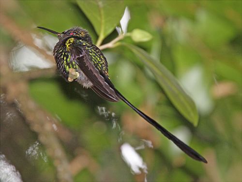 Scissor-tailed hummingbird BirdQuest The Ultimate in Birding Tours