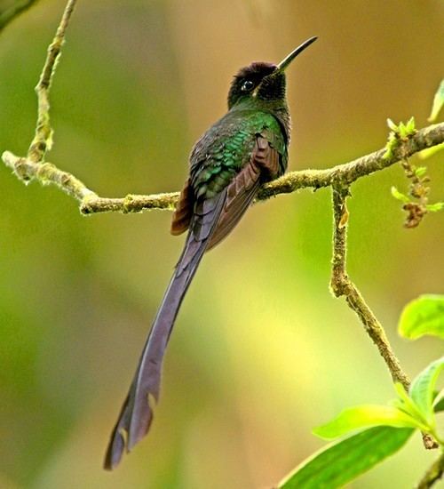 Scissor-tailed hummingbird Scissor Tailed Hummingbird Speak Up For The Voiceless