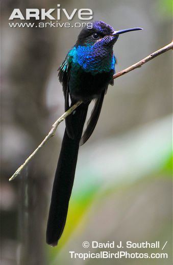 Scissor-tailed hummingbird Scissortailed hummingbird videos photos and facts Hylonympha