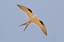 Scissor-tailed kite httpsuploadwikimediaorgwikipediacommonsthu