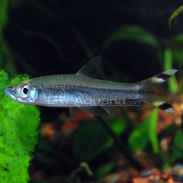 Scissortail rasbora Tropical Fish for Freshwater Aquariums Scissortail Rasbora