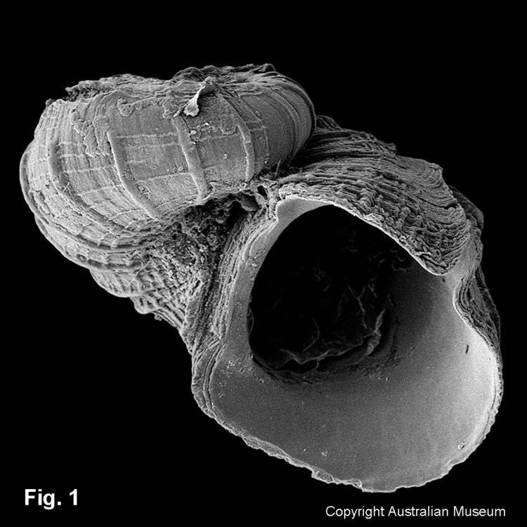 Scissurella Scissurella cyprina