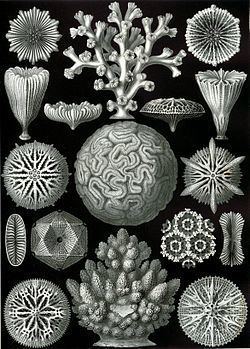 Scleractinia httpsuploadwikimediaorgwikipediacommonsthu