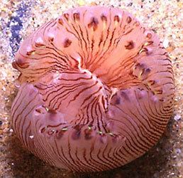 Scleractinia Scleractinia