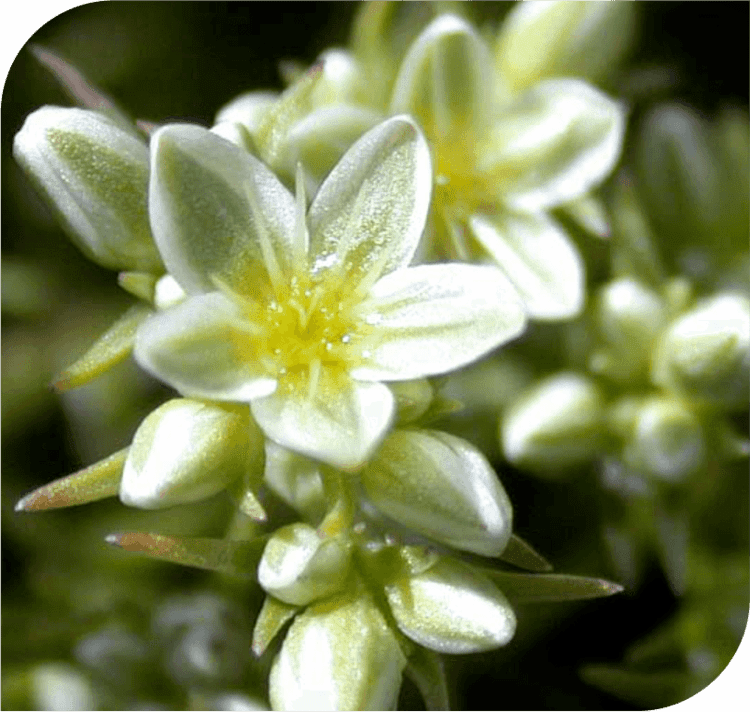 Scleranthus Scleranthus The Balance Flower I LOVE HOMEOPATHY