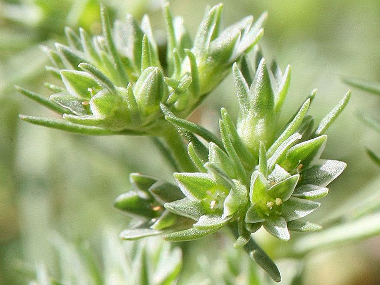 Scleranthus wwwhealingherbscoukmediauploadsgalleryScler