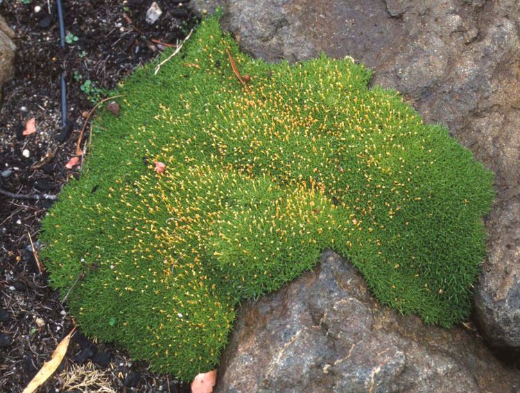 Scleranthus biflorus Key to Tasmanian Dicots