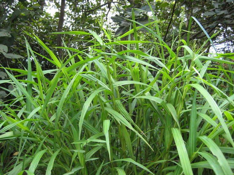Scleria West African Plants A Photo Guide Scleria depressa CBClarke