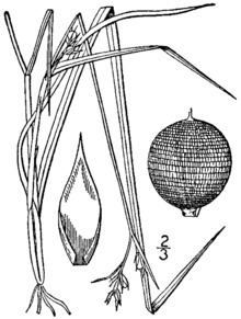 Scleria reticularis httpsuploadwikimediaorgwikipediacommonsthu