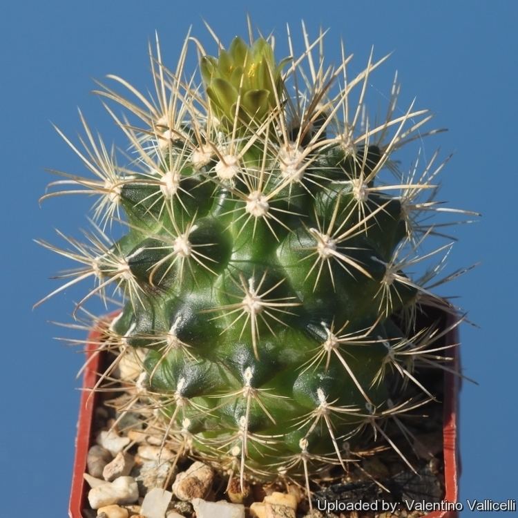 Sclerocactus brevihamatus - Wikipedia