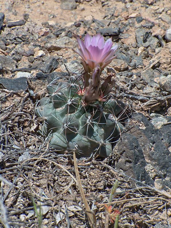 Sclerocactus glaucus Sclerocactus glaucus Uinta Basin hookless cactus