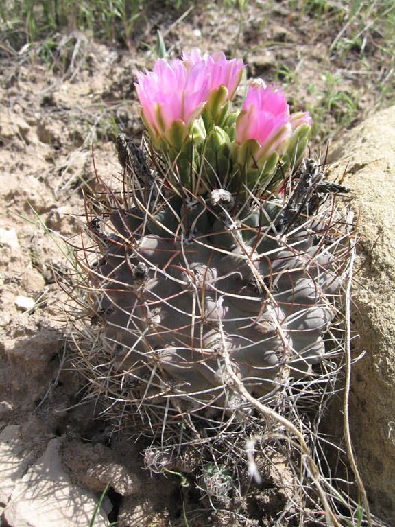 Sclerocactus glaucus Colorado Rare Plant Guide