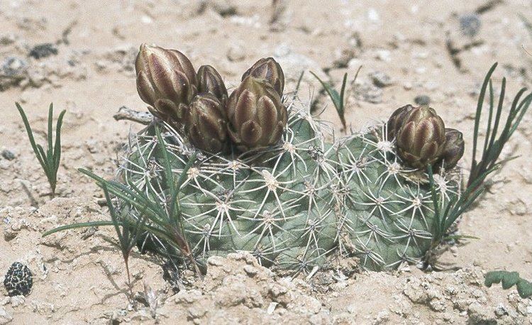 Sclerocactus mesae-verdae mesaeverdae