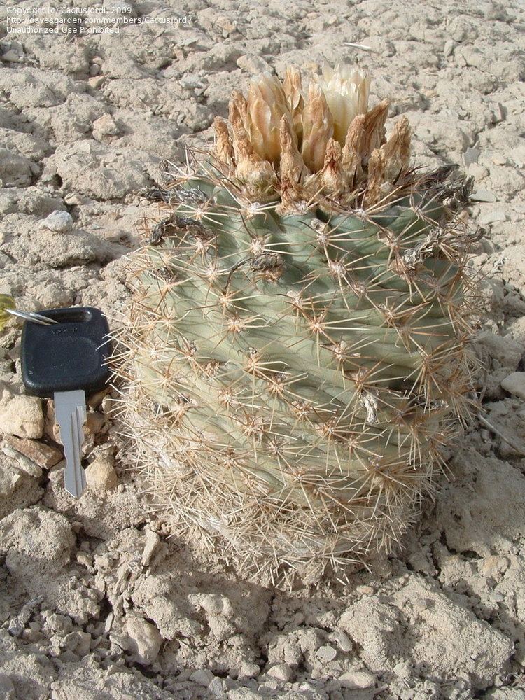 Sclerocactus mesae-verdae PlantFiles Pictures Mesa Verde Cactus Sclerocactus mesaeverdae