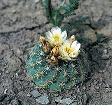Sclerocactus mesae-verdae httpsuploadwikimediaorgwikipediacommonsthu