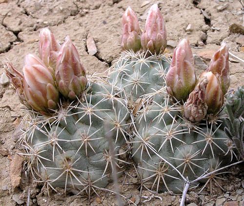 Sclerocactus mesae-verdae Rare Plant List