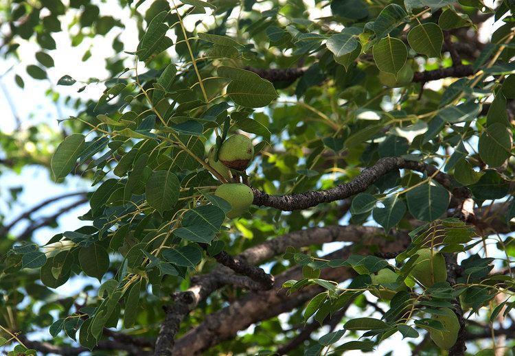 Sclerocarya birrea - Alchetron, The Free Social Encyclopedia