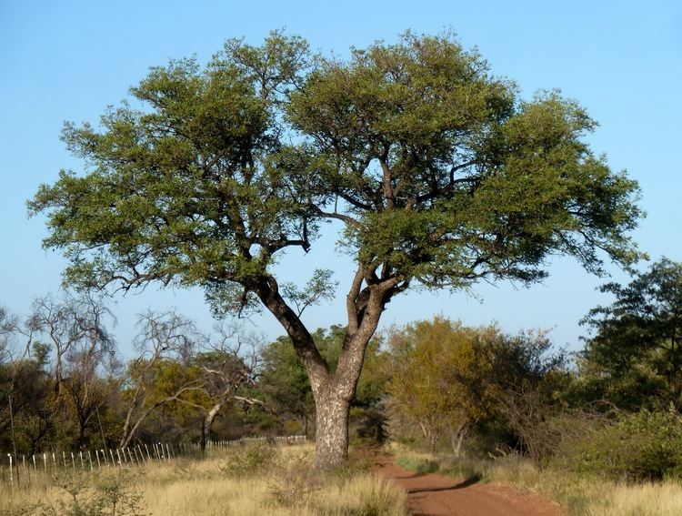 Sclerocarya birrea - Alchetron, The Free Social Encyclopedia