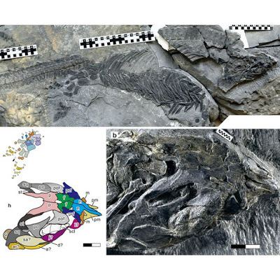 Sclerocormus Species New to Science Paleontology 2016 Sclerocormus parviceps