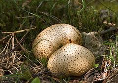 Scleroderma (fungus) httpsuploadwikimediaorgwikipediacommonsthu