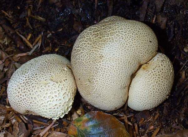 Scleroderma (fungus) Scleroderma citrinum Common Earthball fungus