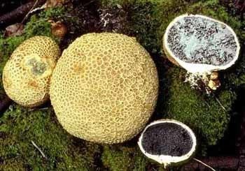 Scleroderma (fungus) The Fungus Among Us Scleroderma citrinum