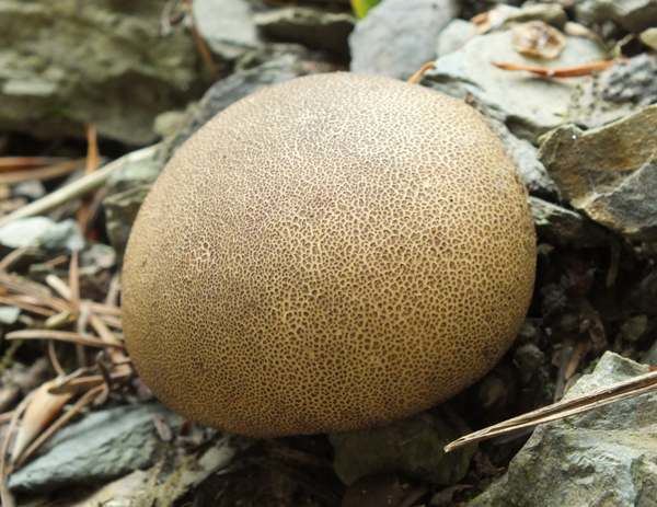 Scleroderma (fungus) Scleroderma areolatum Leopard Earthball fungus