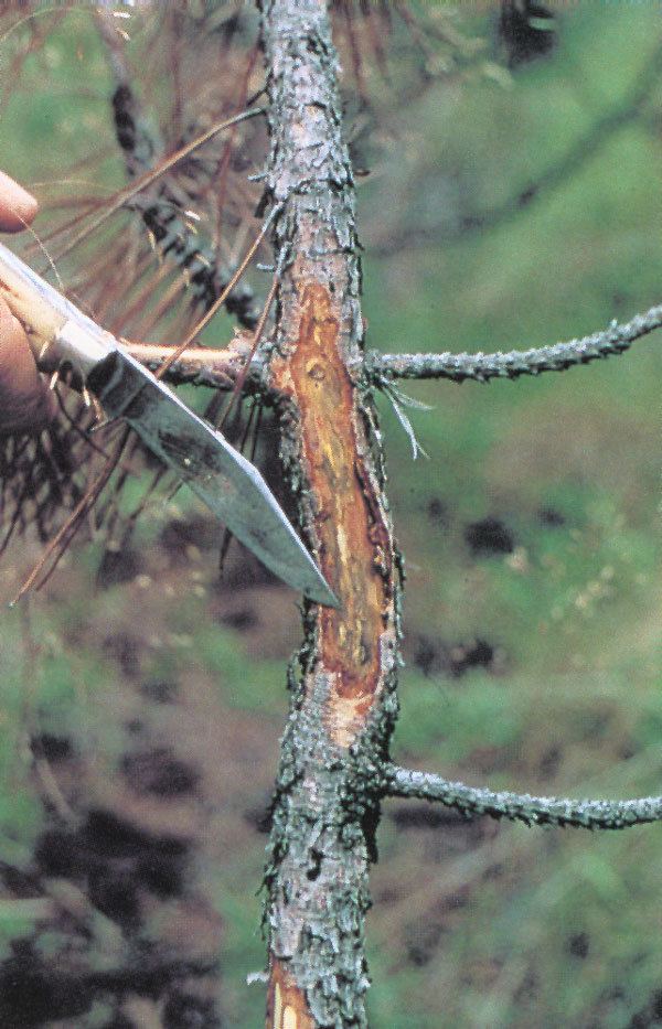 Scleroderris canker Scleroderris Canker Forest Nursery Pests