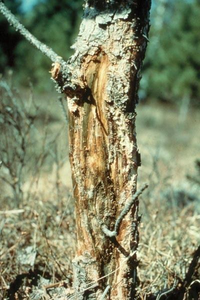 Scleroderris canker canker North American strain